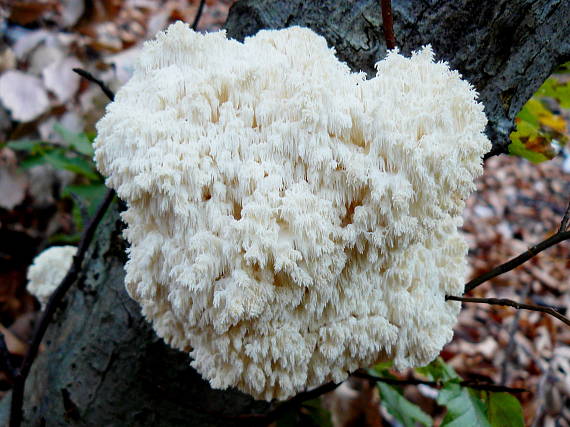 koralovec bukový Hericium coralloides (Scop.) Pers.