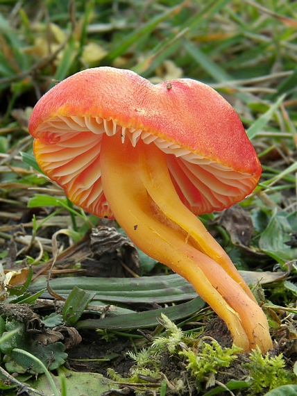 lúčnica šarlátová Hygrocybe coccinea (Schaeff.) P. Kumm.