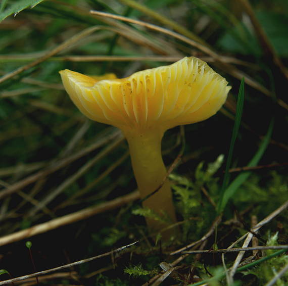 lúčnica Hygrocybe sp.