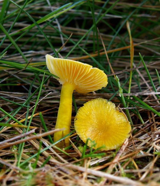 lúčnica Hygrocybe sp.