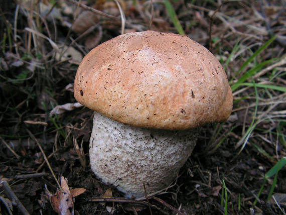 kozàk osikový Leccinum albostipitatum den Bakker & Noordel.