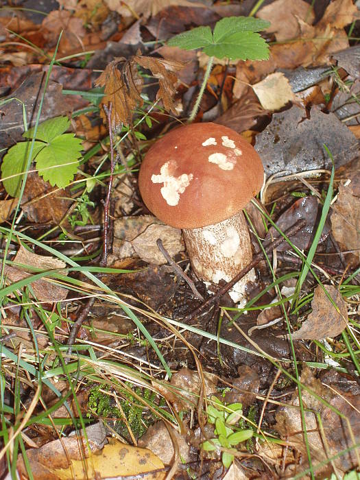 kozák dubový Leccinum aurantiacum (Bull.) Gray