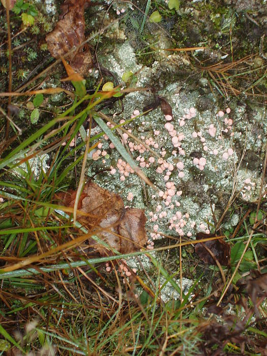 vlčinka červená Lycogala epidendrum (J.C. Buxb. ex L.) Fr.