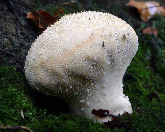 prašnica bradavičnatá Lycoperdon perlatum Pers.