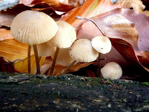 prilbička  Mycena sp