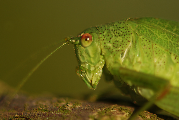 kobylka krídlatá Phaneroptera falcata