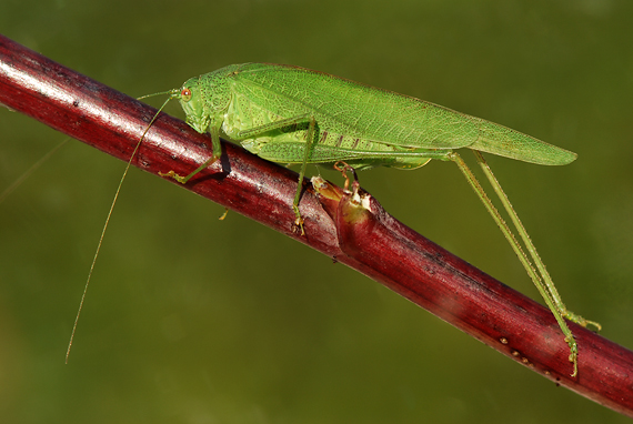 kobylka krídlatá Phaneroptera falcata