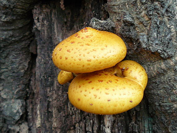 šupinovka slizká Pholiota adiposa (Batsch) P. Kumm.