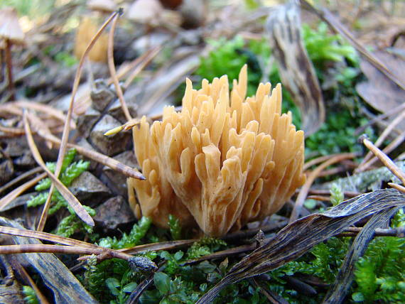 strapačka Ramaria sp.