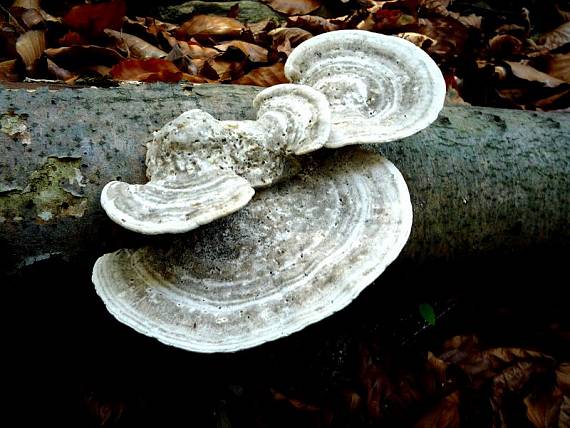 trúdnikovec pestrý  Trametes versicolor (L.) Lloyd