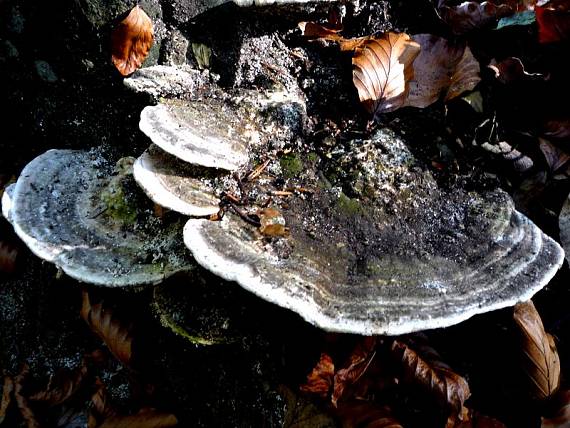 trúdnikovec pestrý Trametes versicolor (L.) Lloyd