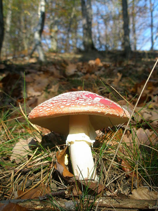 muchotrávka červená Amanita muscaria (L.) Lam.