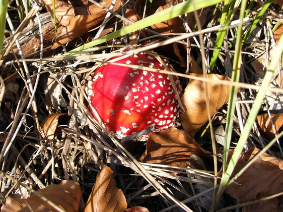 muchotrávka červená Amanita muscaria (L.) Lam.