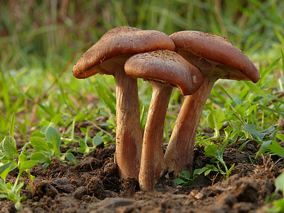 podpňovka Armillaria sp.