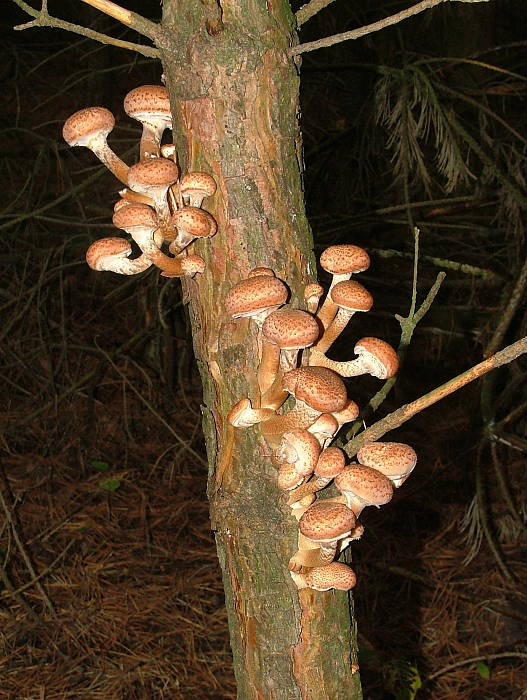 podpňovka Armillaria sp.