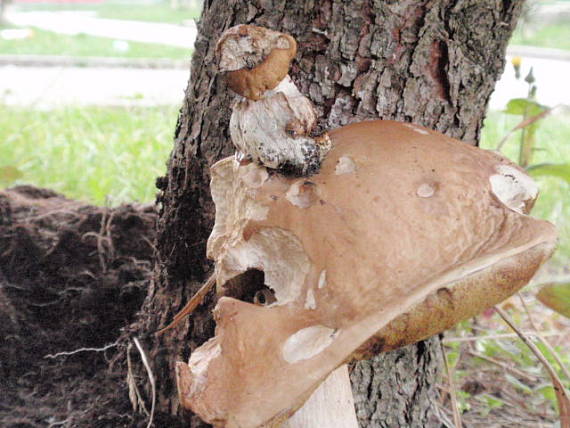 hríb smrekový Boletus edulis Bull.