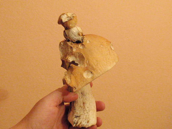 hríb smrekový Boletus edulis Bull.