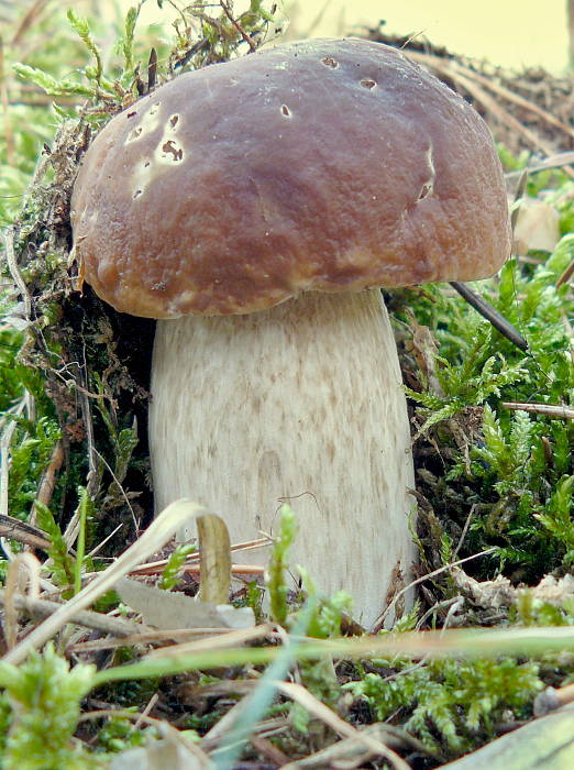 hríb smrekový Boletus edulis Bull.