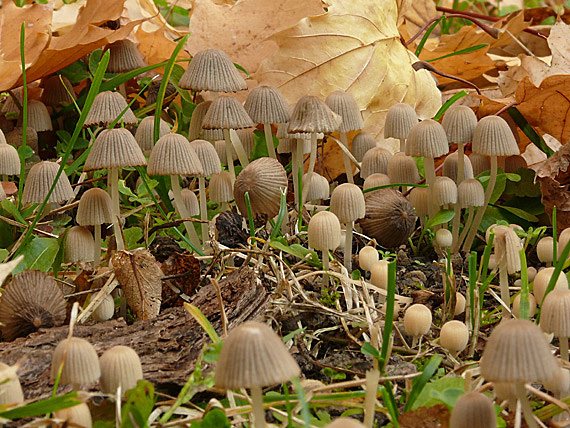 hnojník rozsiaty Coprinellus disseminatus (Pers.) J.E. Lange