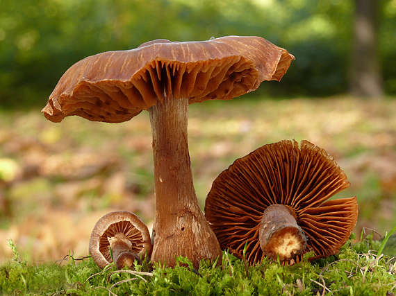 pavučinovec Cortinarius sp.