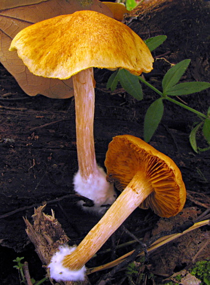 šupinovec prsteňový Gymnopilus hybridus (Gillet) Maire