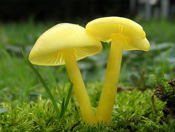 lúčnica Hygrocybe sp.