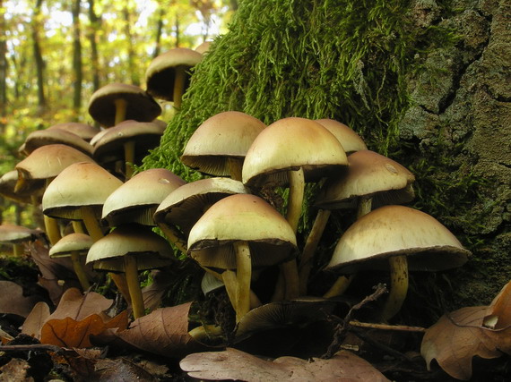 strapcovka zväzkovitá Hypholoma fasciculare (Huds.) P. Kumm.