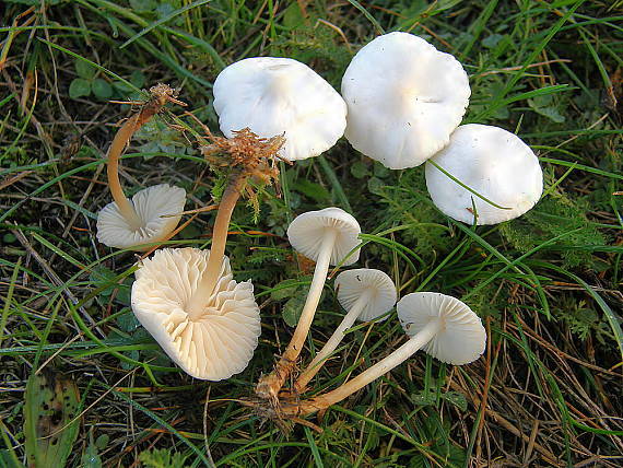 tanečnica Marasmius sp.