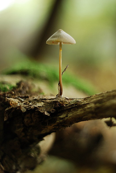 prilbička šafranová Mycena crocata (Schrad.) P. Kumm.