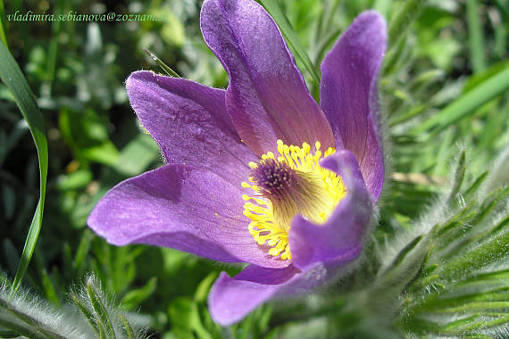 poniklec veľkokvetý Pulsatilla grandis Wender.