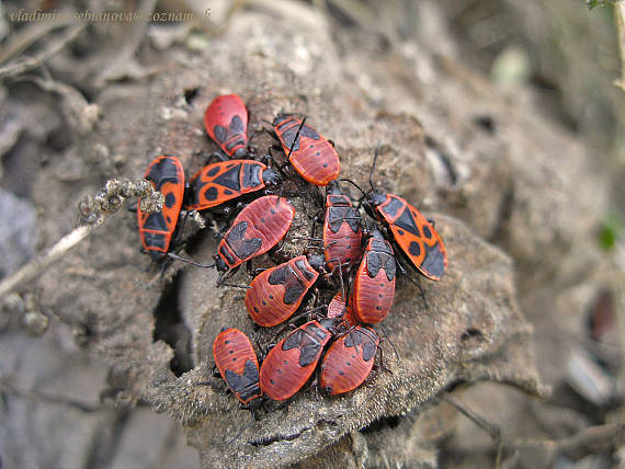 cifruša bezkrídla Pyrrhocoris apterus