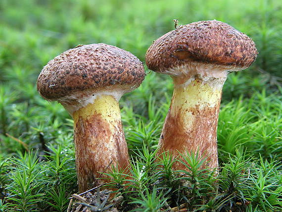 masliak duglaskový Suillus lakei (Murrill) A.H. Sm. & Thiers