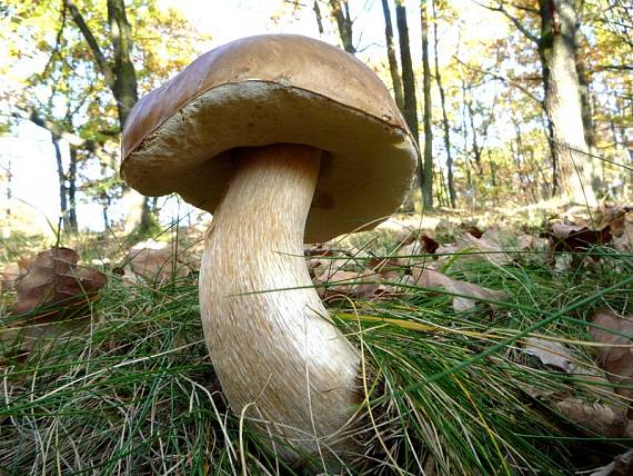 hríb smrekový Boletus edulis Bull.