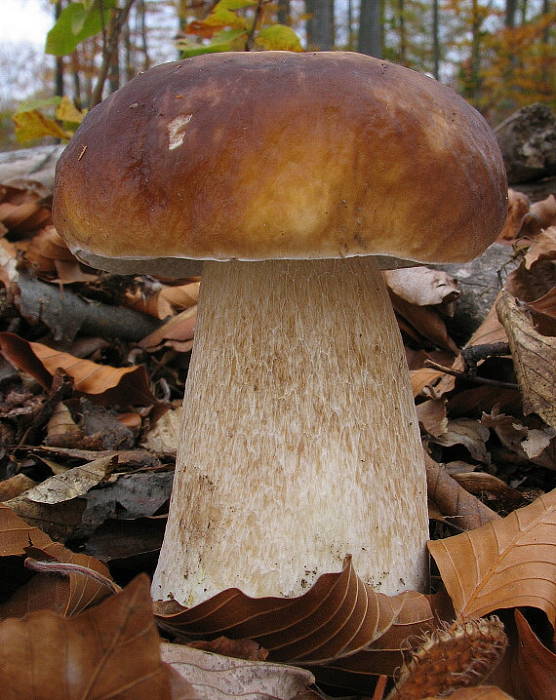 hríb smrekový Boletus edulis Bull.