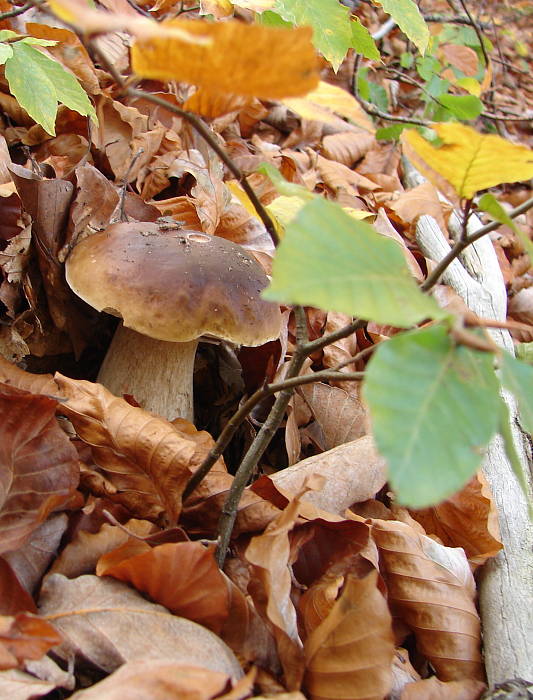 hríb smrekový Boletus edulis Bull.