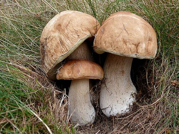 hríb smrekový Boletus edulis Bull.