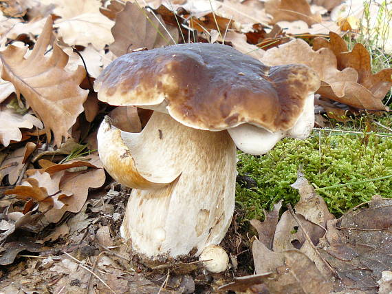 hríb smrekový Boletus edulis Bull.