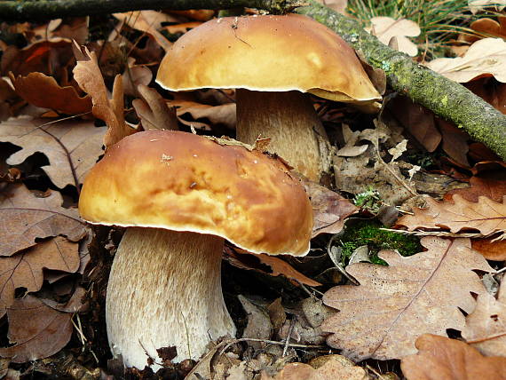 hríb smrekový Boletus edulis Bull.