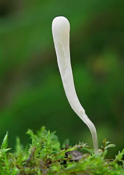 kyjačik kosáčikovitý Clavaria sp.