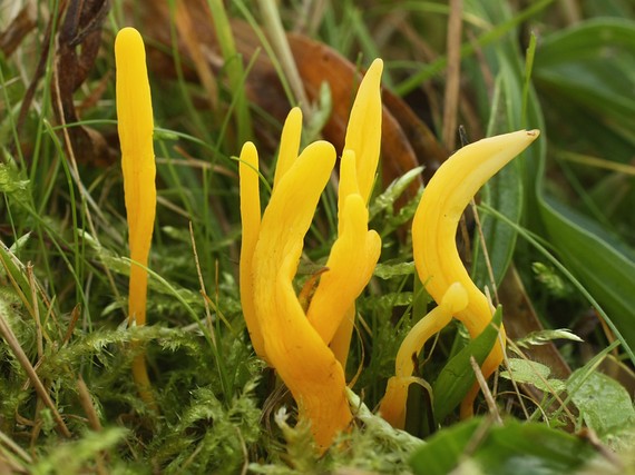 pakonárovka Clavulinopsis sp.