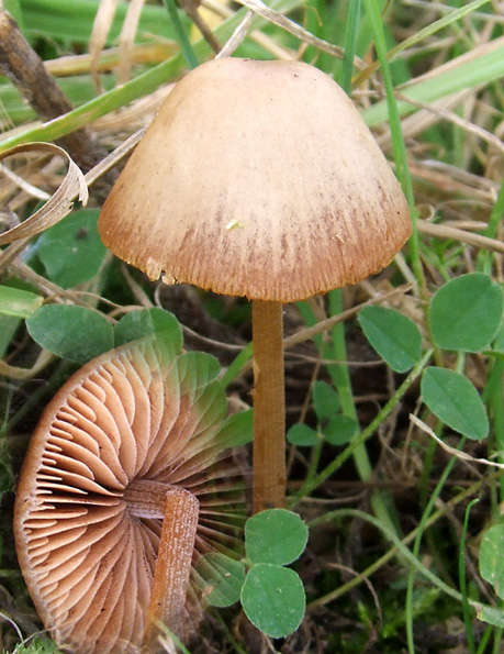 kapucňovec Conocybe