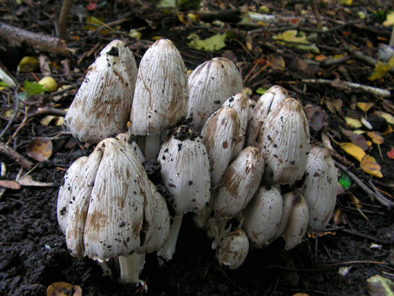 hnojník atramentový Coprinopsis atramentaria (Bull.) Redhead, Vilgalys & Moncalvo