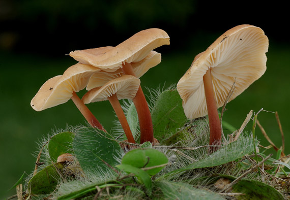 peniazovka červenohlúbiková - Penízovka červenonohá Gymnopus erythropus (Pers.) Antonín, Halling & Noordel.