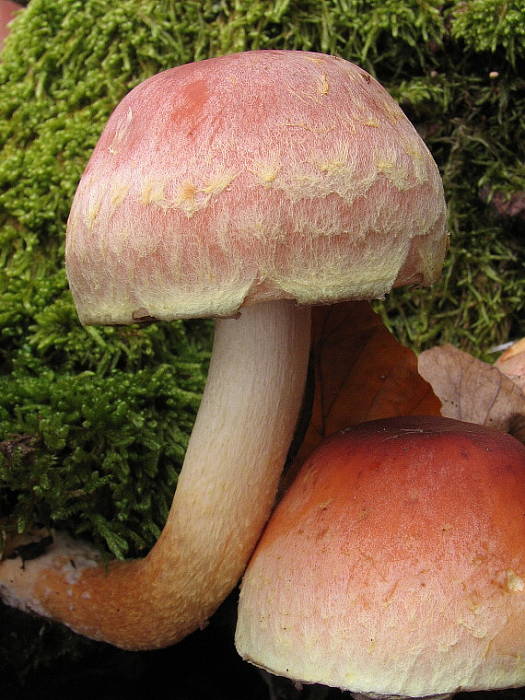 strapcovka tehlovočervená Hypholoma lateritium (Schaeff.) P. Kumm.