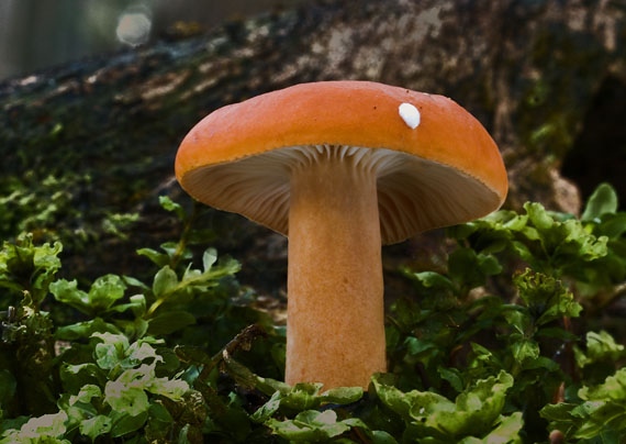 rýdzik Lactarius sp.