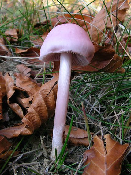 prilbička ružovkastá Mycena rosea Gramberg