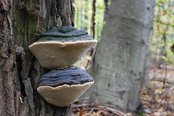 onňovec Phellinus sp