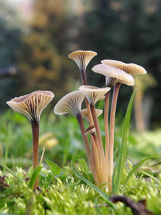 machovček Swartzov Rickenella swartzii (Fr.) Kuyper