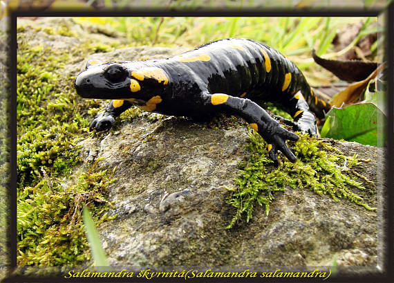 salamandra skvrnita Salamandra salamandra