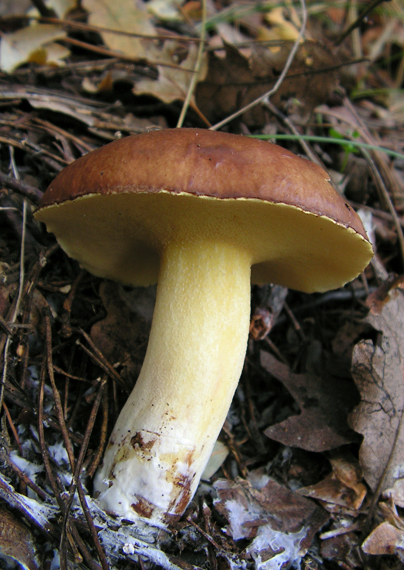 masliak kopcový Suillus collinitus (Fr.) Kuntze